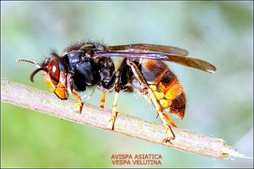 avispa asiatica vespa velutina.jpg